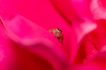 selective focus on a tiny jumping spider on a pink rose in Adelaide, South Australia