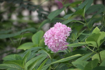 trees, flowers, forest. pond, river 