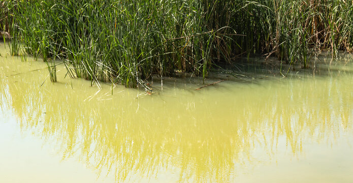 A peaceful, eye-level shot of tall green reeds growing in a murky pond.