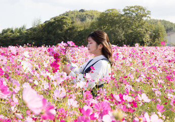 コスモス畑で、秋桜を摘みとっている女性