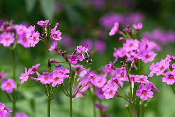Fototapeta premium 吸蜜するクロスキバホウジャク（北海道・浦幌町） 