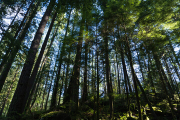 Buntzen Lake