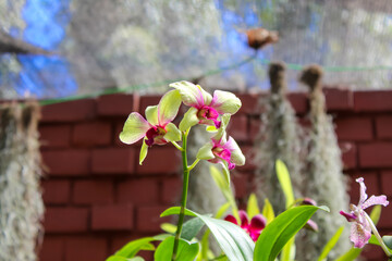 Close up of a cluster of Cambria orchids - ROYAL BOTANICAL GARDENS, Sri Lanka