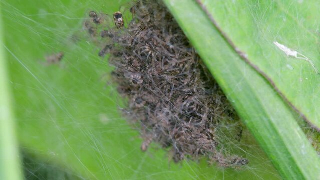 Baby of Nursery Web Spider (Pisauridae), Devon, England, United Kingdom, Europe