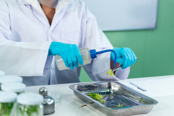 Biochemistry asian Scientist women working plants tissue culture biotechnology in science lab. Biotech Laboratory asian woman look at Glass Petri Dish, plants tissue culture jar. Biosynthesis process