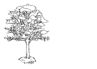 Lapacho, native tree of Santiago del Estero.