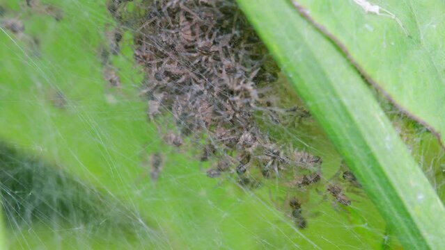 Baby of Nursery Web Spider (Pisauridae), Devon, England, United Kingdom, Europe