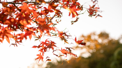 Japanese Autumn Leaf 