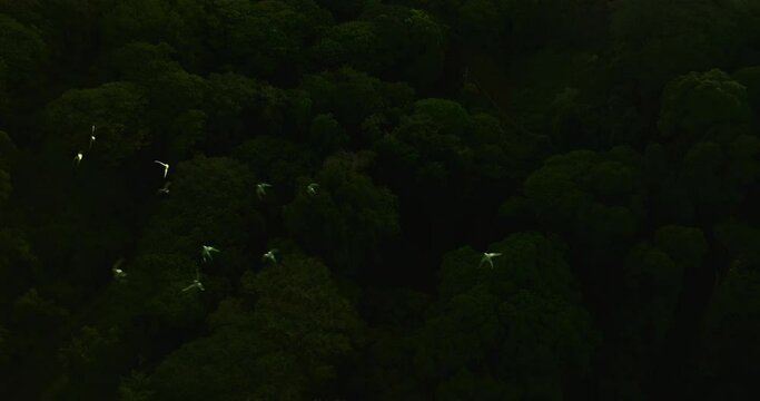 Wild green parrots flying in Hawaii, aerial drone in slow motion