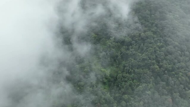 Mist on tropical rainforest mountain, Tropical forests can increase humidity in air and absorb carbon dioxide from the atmosphere through photosynthesis, and store carbon in tree trunks, branches.