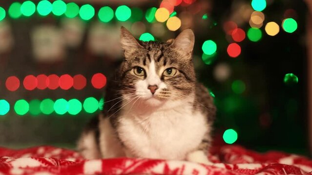 Tabby cat plays against the background of a Christmas tree. New Year's decorations and garlands, festive mood. Kitten meows. Multi-colored bokeh, flashing. High quality FullHD footage