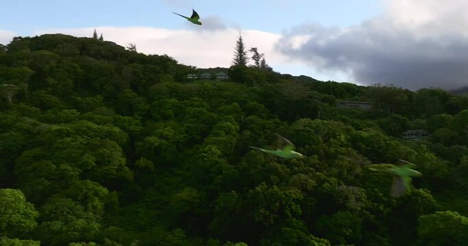 Wild green parrots flying in Hawaii, aerial drone in slow motion