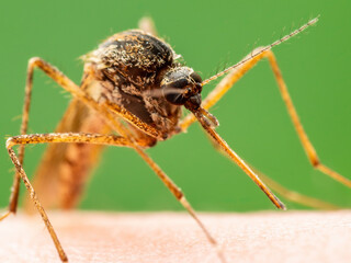 Malaria Infected Mosquito Bite. Leishmaniasis, Encephalitis, Yellow Fever, Dengue, Malaria Disease, Mayaro or Zika Virus Infectious Culex Mosquitoe Parasite Insect Macro.