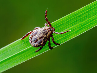 Encephalitis Tick Insect Crawling on Grass. Lyme Borreliosis Disease, Encephalitis, DTV or Powassan Virus Infectious Dermacentor Tick Arachnid Parasite Macro.