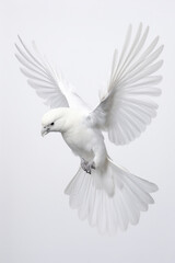 Obraz premium Flying White Cockatoo on a White Background