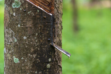 Rubber plantation after harvest in southern Thailand.Milky latex extracted from rubber tree on...