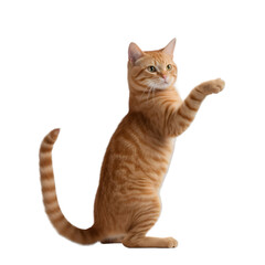 side view of a cute playful ginger cat raising up paw, isolated on transparent background.