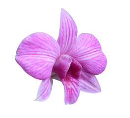 Fototapeta na wymiar Dendrobium orchid or Orchidaceae flower. Close up pink-purple exotic dendrobium orchid flower isolated on transparent background.