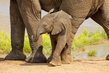 A cute baby African elephant (Loxodonta africana), Kruger National Park, South Africa.