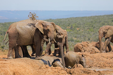 Fototapeta premium Young African elephants (Loxodonta africana) playing in mud, Addo Elephant National Park, South Africa.