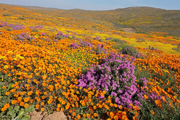 Colorful spring blooming wildflowers, Namaqualand, Northern Cape, South Africa.