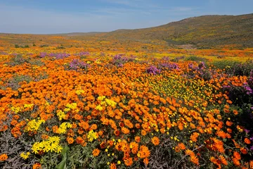 Fotobehang Afrika Colorful spring blooming wildflowers, Namaqualand, Northern Cape, South Africa.  © EcoView