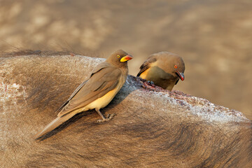 Red-billed oxpeckers (Buphagus erythrorhynchus) on a buffalo, Kruger National Park, South Africa.