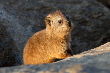 A young rock hyrax (Procavia capensis) basking on a rock, Augrabies Falls National Park, South Africa.
