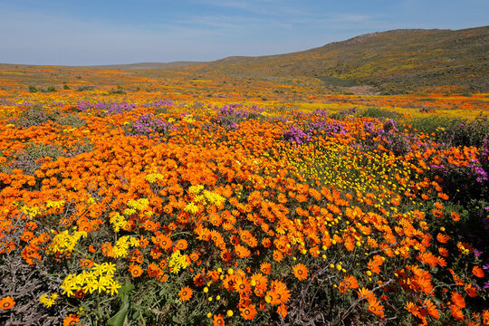 Colorful spring blooming wildflowers, Namaqualand, Northern Cape, South Africa.