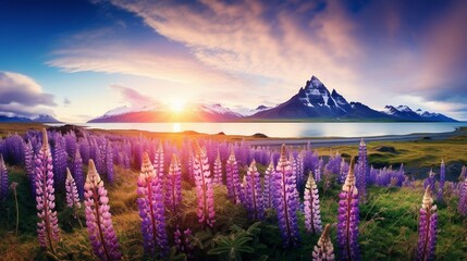 Blooming lupine flowers on the Stokksnes headland. Colorful summer panorama of the southeastern Icelandic coast with Vestrahorn (Batman Mountain). Iceland, Europe. Artistic style post processed - obrazy, fototapety, plakaty