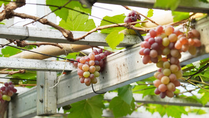 Glorious Grapes: Unveiling the Bountiful Beauty of Garden-Grown Grapevines