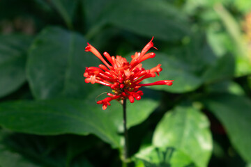 beautiful flower blossom in spring
