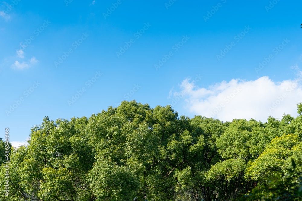 Wall mural low angle view of trees against blue sky