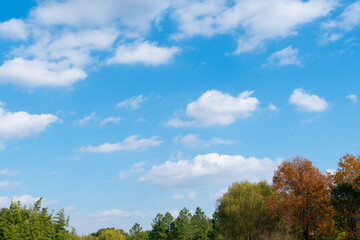 Fototapeta na wymiar Low angle view of trees against blue sky