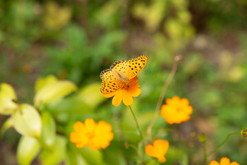 花にとまる蝶