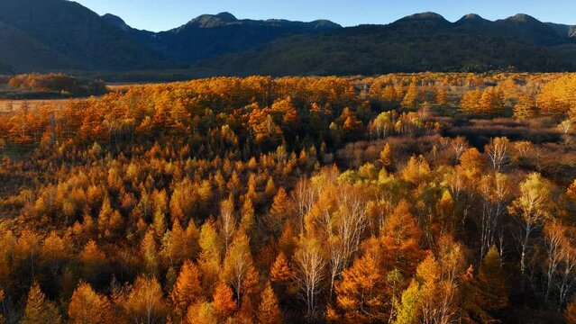 beautiful aerial view of autumn colours in Nikko national park in Japan, Japanese nature, tourism and hiking in Japan, tranquil natural scene of a forest in autumn