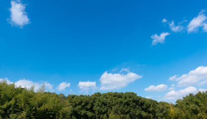 Low angle view of trees against blue sky
