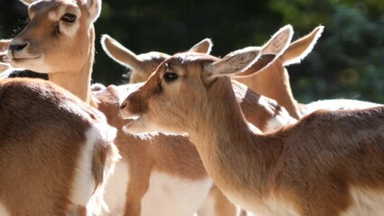 A Flock of Persian Gazelles or Gazella Subgutturoza Standing in a Slightly Forested Area Chewing and Enjoying the Sun Falling Through the Trees - Close Up
