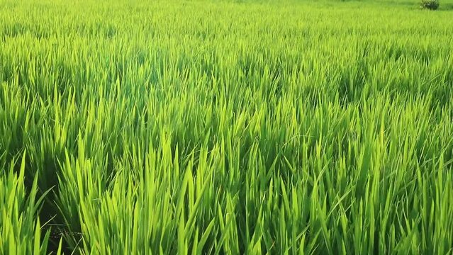 Growing green rice paddy, medium shot