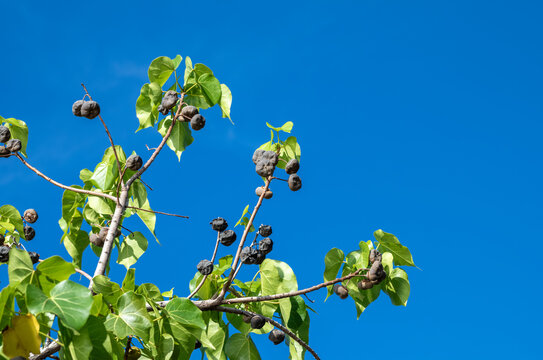 Hawaiian Kukui Nuts Growing on a Tree with Green Leaves Underneath Blue Sky.