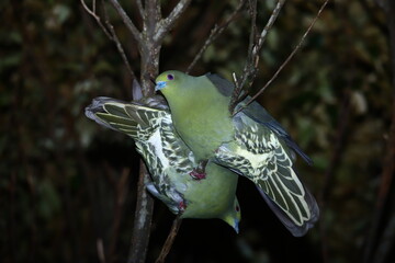 日本の森に生息する緑色の鳩アオバト