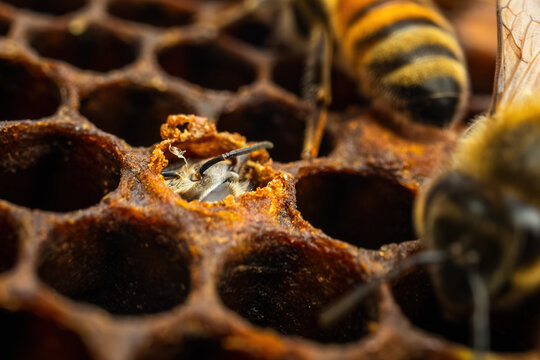 newborn bee in a hive honeycomb