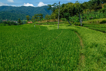 hot weather in the middle of rice fields in the remote countryside far from the city 