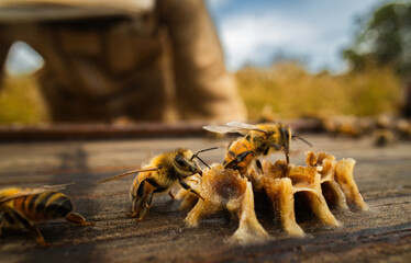 Bee cells in front of beekeeper