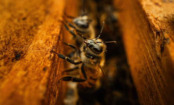 Bees and honeycomb macro close-up