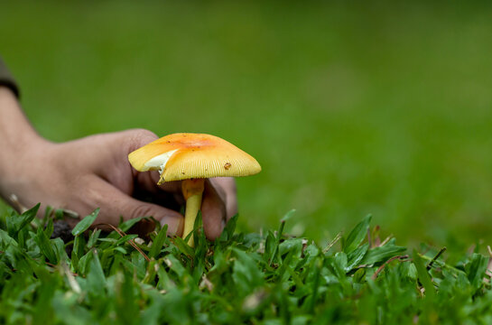 Hand picking Amanita Caesarea fungi or Caesar's mushroom during autumn for edible food foraging with copy space