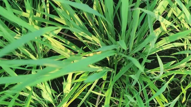 Close up view growing green paddy 