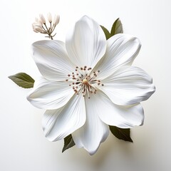 White Flower Head Isolatedphotorealistic Photoreal, Hd , On White Background 
