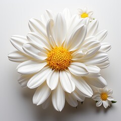 White Flower With Yellow Center i, Hd , On White Background 