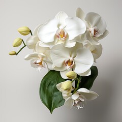 Fototapeta na wymiar White Orchid With Green Stemphotorealistic, Hd , On White Background 